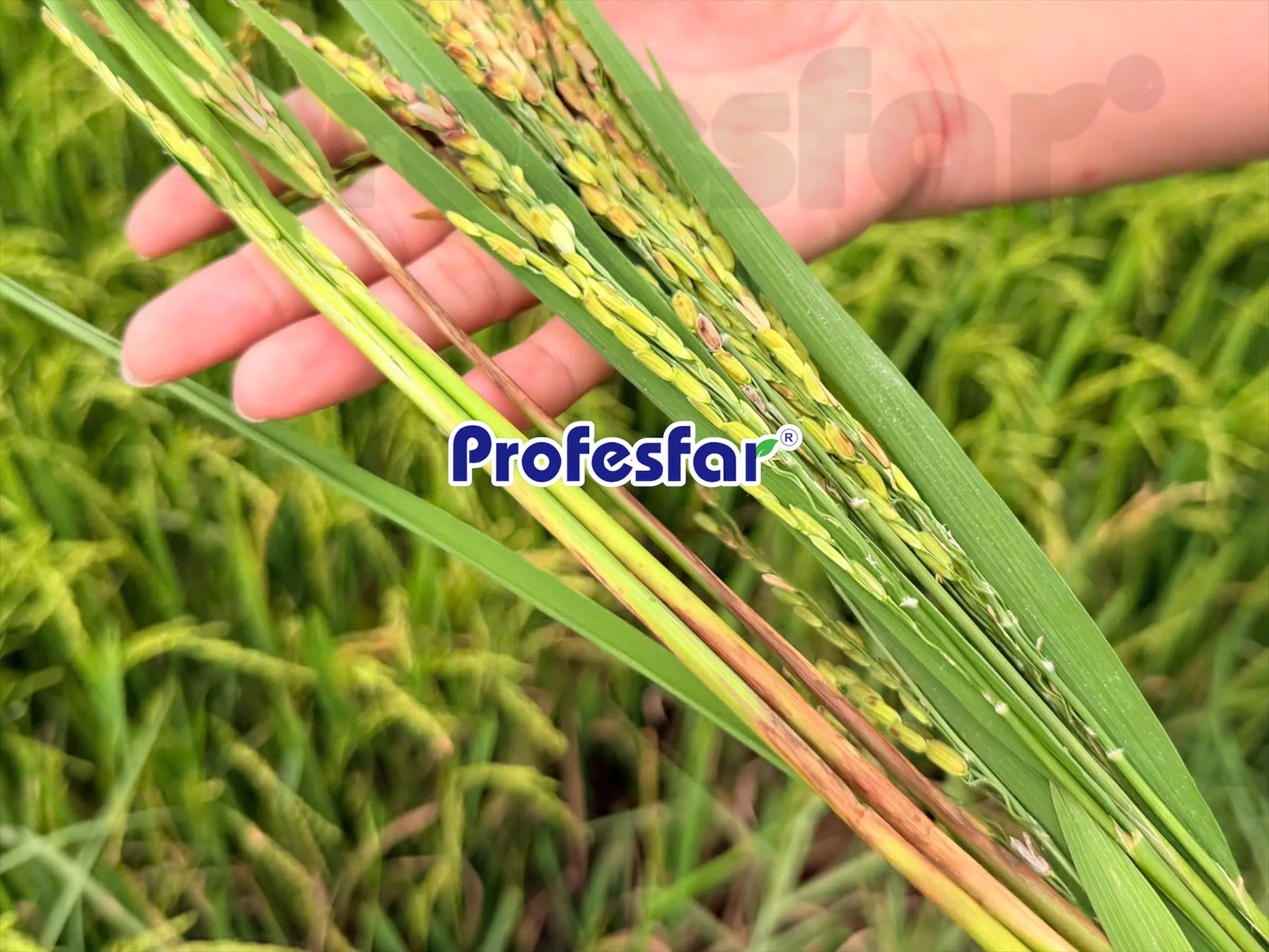 Nhện gié, Profesfar, Thạc sĩ. Phan Anh Thế