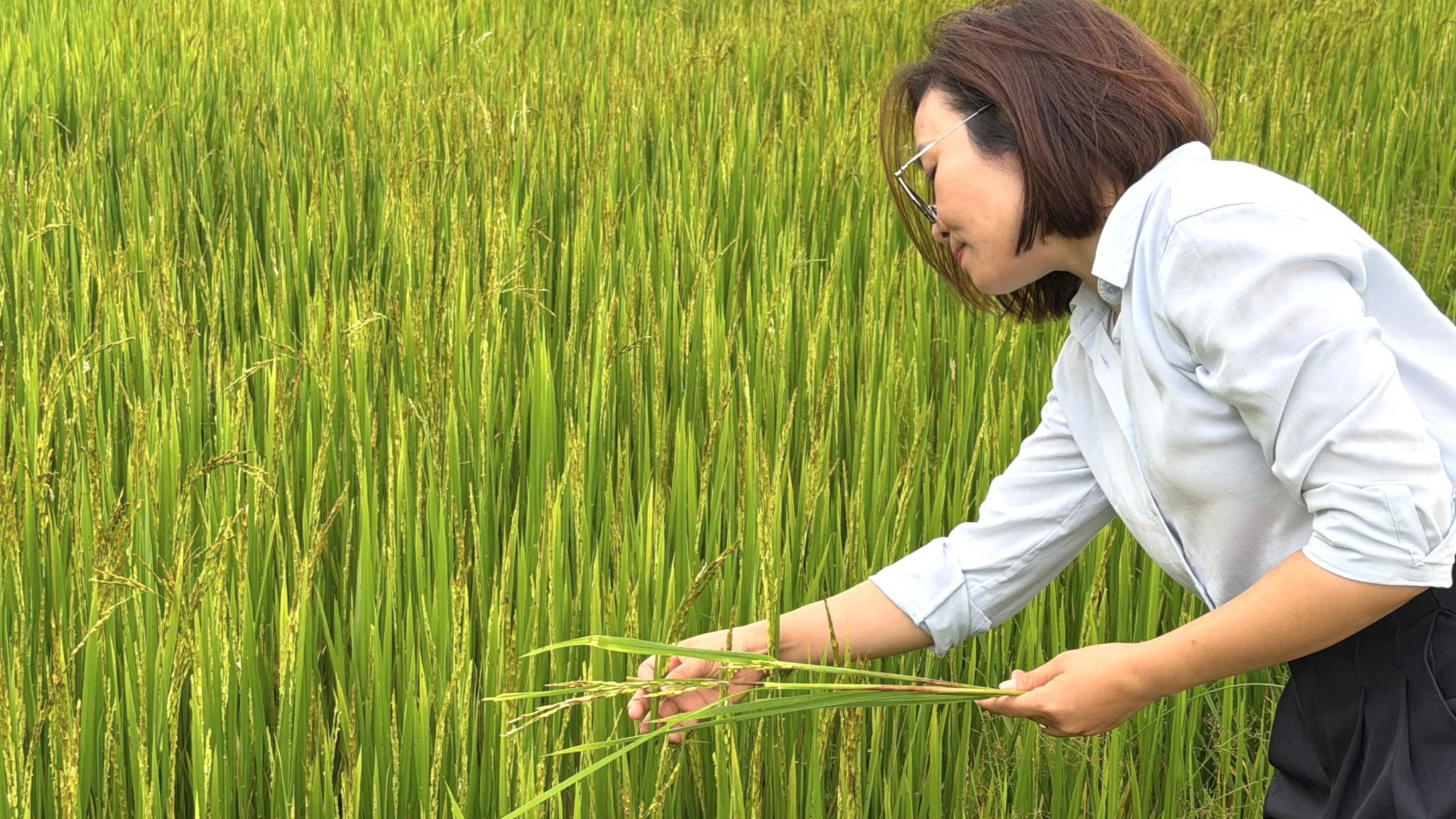 Nhện gié, Nhen gie, Thạc sĩ Phan Anh Thế, Profesfar