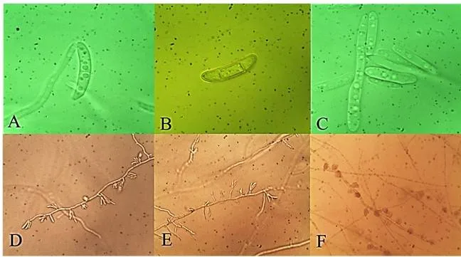 Phan Anh Thế Profesfar Syngenta Xoắn cổ lá mía