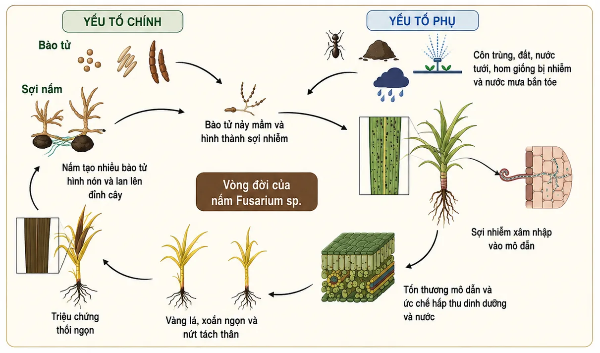 Pokkah Boeng Syngenta Bayer Profesfar