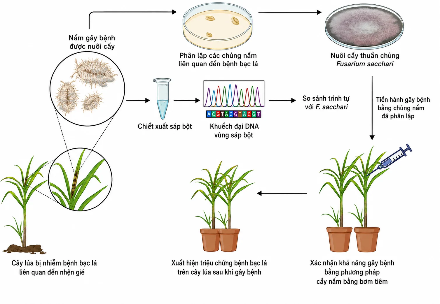 Pokkah Boeng Rệp Sáp, Phan Anh Thế Profesfar Syngenta Nông nghiệp