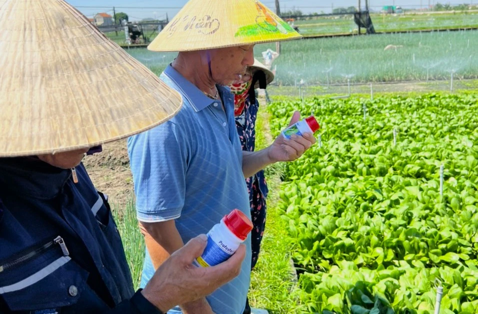 Quỳnh Lương, Quỳnh Minh, Quỳnh Bảng, Quỳnh Anh, Rau Màu