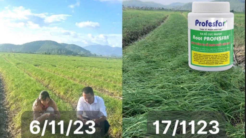 Root PROFESFAR Thạc sĩ Phan Anh Thế Profesfar.com