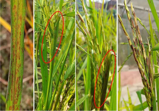 Burkholderia gladioli, Thạc sĩ Phan Anh Thế, Profesfar.com, lem lép hạt lúa