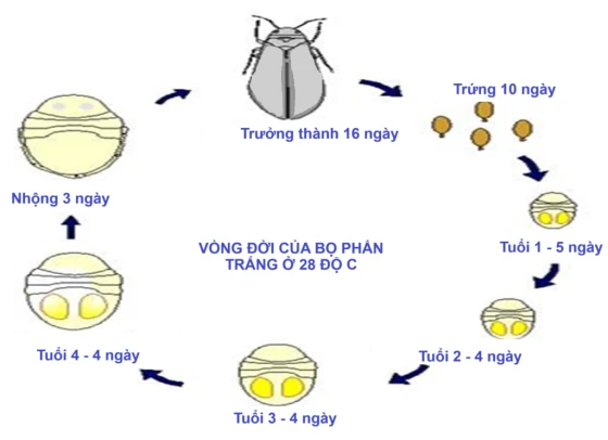 Vòng đời của Bọ phấn trắng