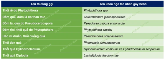 Một số bệnh chính trên Na