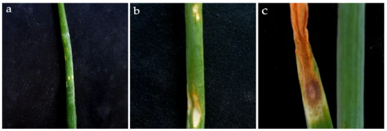 Hình 1. Sự phát triển của bệnh cháy lá Stemphylium trên cây hành tây sau khi bị nhiễm S. vesicarium . ( a ) Các triệu chứng ban đầu bao gồm các đốm trắng/vàng; ( b ) các đốm rõ hơn với viền màu tím/nâu và đầu lá chuyển sang màu vàng; ( c ) các triệu chứng nghiêm trọng với các tổn thương hoại tử lớn và lá bị khô.