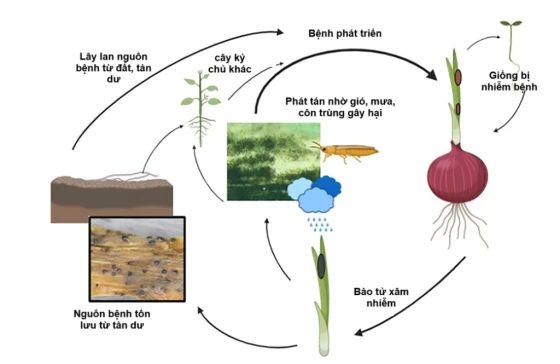 Quá trình phát triển của bệnh Khô đầu lá hành