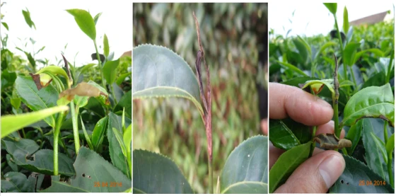 Bệnh do nấm Colletotrichum theae – sinensis gây ra