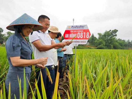 Bà Võ Thị Nhung, PGĐ Sở NN&PTNT tỉnh Nghệ An, thăm mô hình An Nông 0818 tại Thanh Chương, vụ Xuân 2024