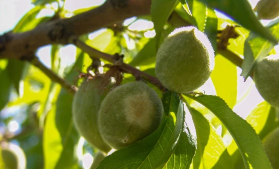 Ảnh a, triệu chứng đốm trắng trên quả non, chuyển nâu trên quả anh (b)