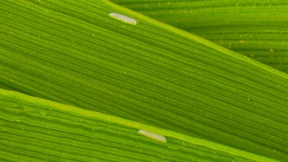 Trứng ruồi đục lá lúa