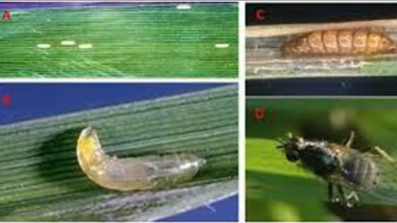 Quá trình phát sinh của ruồi đục lá lúa