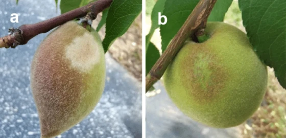 a) Triệu chứng gây hại trên quả non, b) triệu chứng trên quả xanh đã lớn