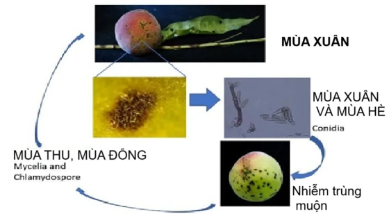 Quá trình phát triển bệnh ghẻ đào trong năm