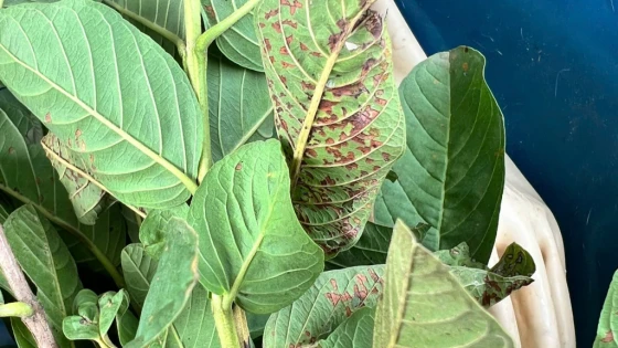 Triệu chứng bệnh đốm lá ổi do nấm Hyaloderma sp trên ổi