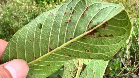 Triệu chứng bệnh đốm lá ổi do nấm Hyaloderma sp trên ổi