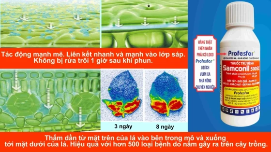 Thuốc phòng trừ bệnh ghẻ trên ổi