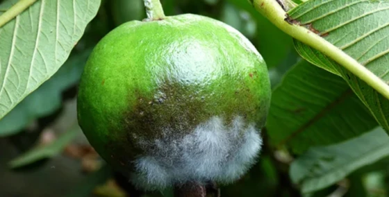 Triệu chứng bệnh thối quả ổi do nấm sương mai