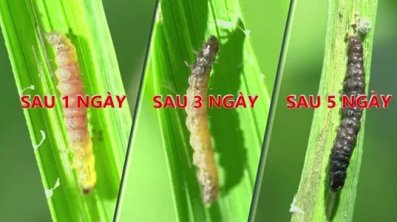 Cơ chế gây chết sâu của Emacao-TP 75WG