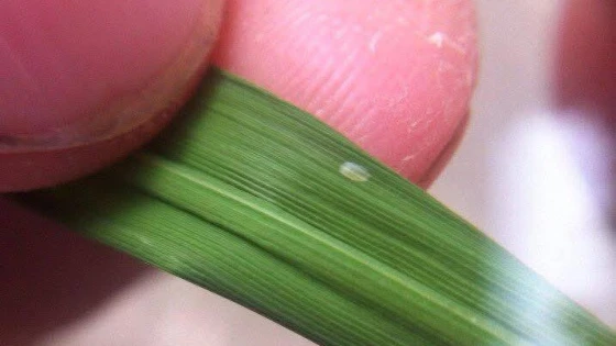 Trứng sâu cuốn lá nhỏ