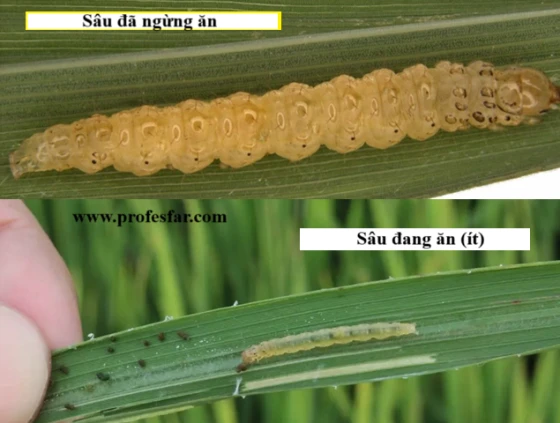Sâu đang gây hại khi quan sát tai thấy ruột sâu còn xanh