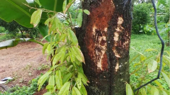 Vỏ cây thối chuyển sang màu nâu và tiết ra chất nhầy. Vỏ cây màu nâu và các tổn thương mô gỗ được phát hiện khi cạo khu vực đó bằng dao.