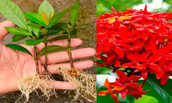 Root PROFESFAR® trên cây Bông Trang