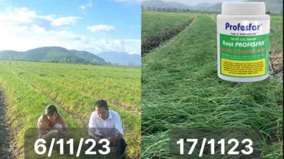Root PROFESFAR ứng dụng thành công trong phục hổi cây hành tăm sau ngập úng tại Nghi Lộc, Nghệ An (cũ)