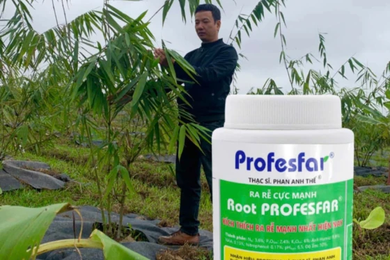 Root PROFESFAR được ứng dụng cứu cây măng tre ngập lũ ở huyện Can Lộc, Hà Tĩnh (cũ)