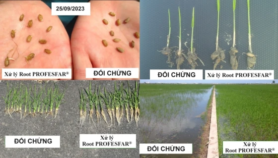 Root PROFESFAR trên cây lúa giai đoạn mạ, đẻ nhánh