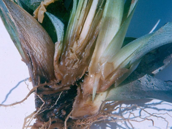 Bệnh thối lõi và rễ dứa do nấm Phytophthora