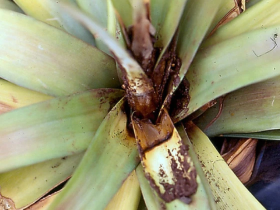 Bệnh thối lõi dứa