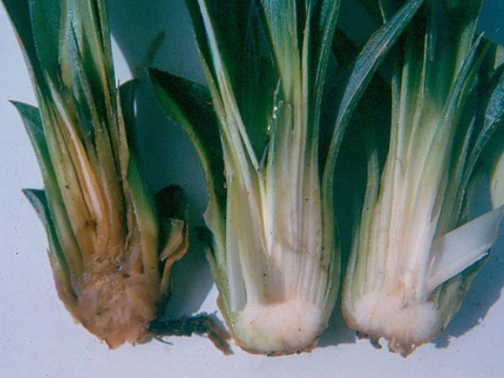 Bệnh thối lõi dứa do nấm Phytophthora parasitica gây ra
gây thối mềm các mô lá trắng ở gốc.