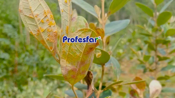 Bệnh gỉ sắt trên cây sim tại Nghệ An