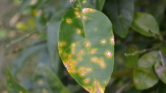 Triệu chứng loét cây có múi trên lá cam