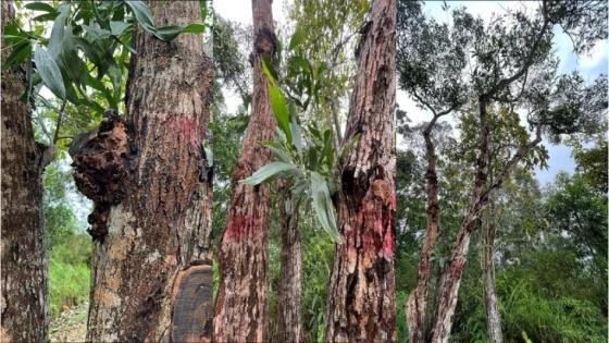 Triệu chứng Bệnh loét trên cây keo lá tràm do nấm