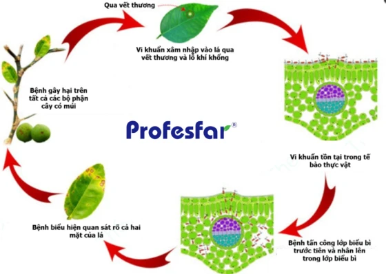 Quá trình phát triển của Bệnh loét cây có múi