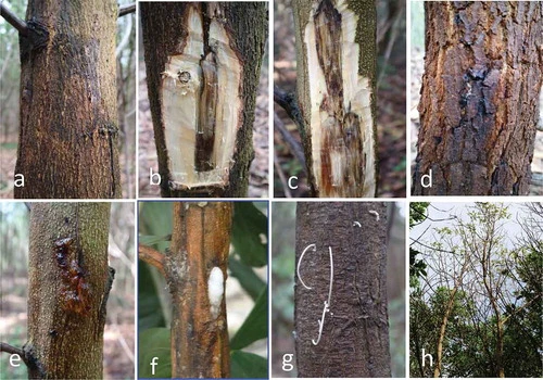 Các triệu chứng Bệnh loét trên cây keo lá tràm