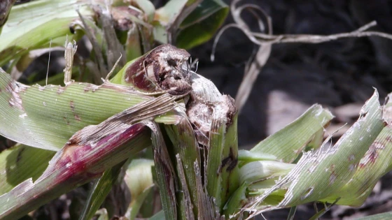Cây bị hư hại do ngoại cảnh có dấu hiệu chuyển sang màu tím vì sự vận chuyển đường trong cây bị hạn chế tại điểm gãy thân.