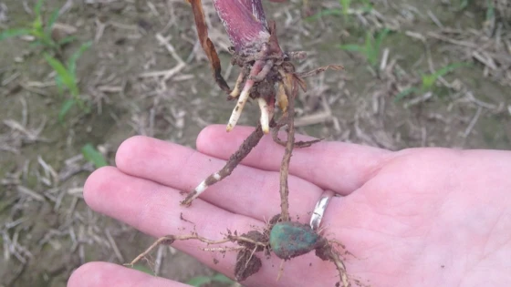 Tím cây ngô do bộ rễ kém phát triển không hấp thụ được phốt pho