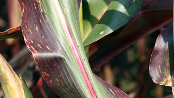 Hiện tượng tím xuất hiện trên lá giai đoạn cuối vụ