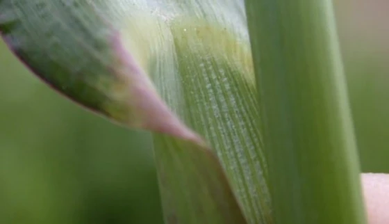 Vùng cổ lá của cây cỏ lồng vực. Các loài thuộc chi Echinochloa là những loài cỏ duy nhất không có lưỡi lá, một phần nhô ra mỏng ở chỗ nối giữa lá và cuống lá, một đặc điểm quan trọng để nhận dạng trước khi ra hoa.