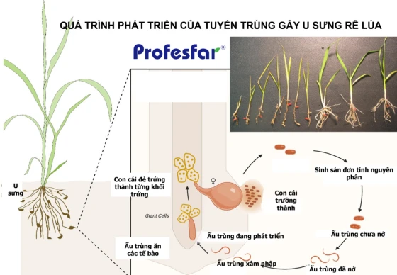 Quá trình phát triển của tuyến trùng gây u sưng rễ lúa