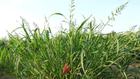 Hình thái cỏ lồng vực