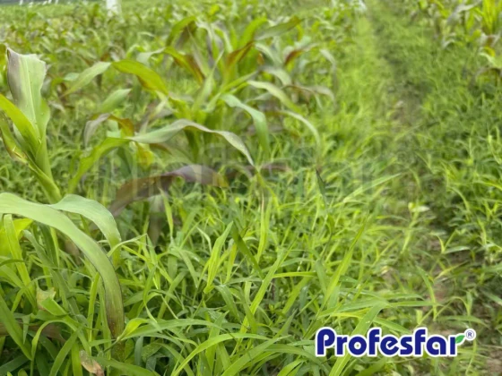 Tác hại của cỏ dại trên ruộng ngô