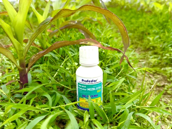 Thuốc trừ cỏ phòng trừ hiệu quả hầu hết các loài cỏ trên ruộng ngô từ 2-5 lá, nếu cỏ lớn hơn phun ướt kỹ thuốc vẫn đảm bảo hiệu quả vượt trội.