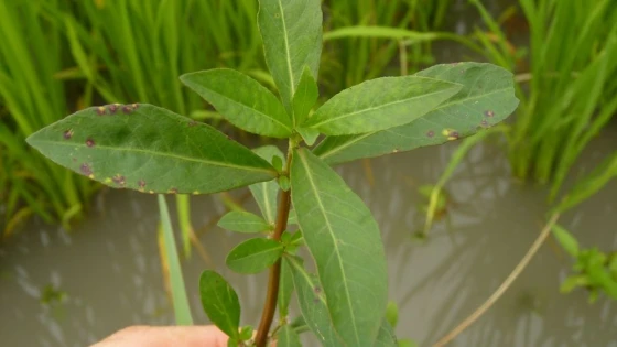 Cỏ chiếu gây hại trên cả ruộng lúa và ruộng cây trồng cạn