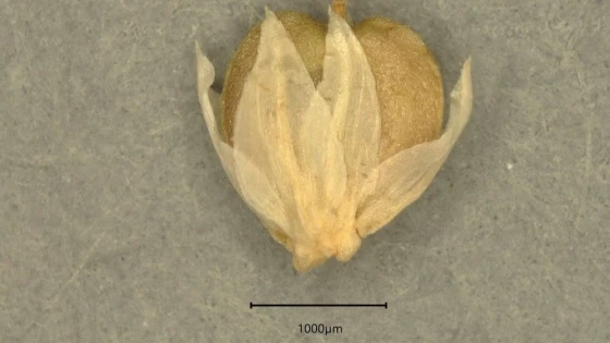 Hoa quả cây cỏ chiếu