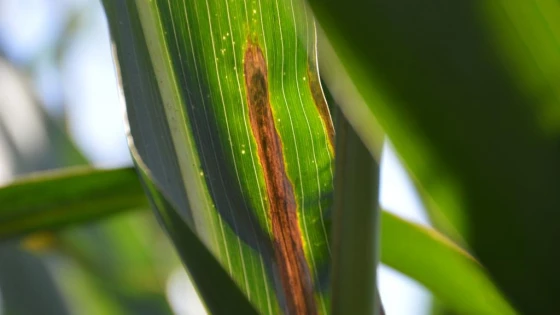 Triệu chứng bệnh lây lan theo dọc gân lá